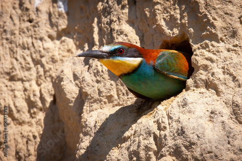Obraz na płótnie European bee-eater, merops apiaster, peeking from a nesting hole in the ground inside breeding colony. Head of a blue, yellow and brown bird with bright feathers. Animal wildlife in summer nature. w salonie