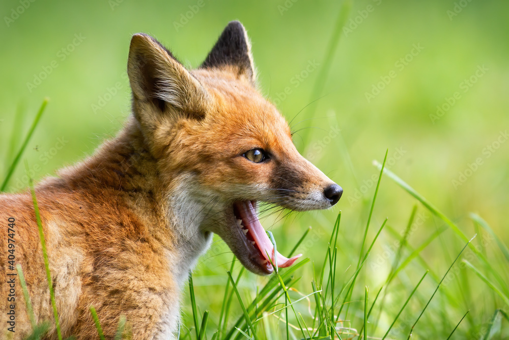 Young red fox, vulpes vulpes, yawning on grass in summer in close up. Baby orange animal with open mouth on green pasture in detail. Immature mammal with tongue out on meadow.
