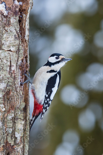 Adult male great spotted woodpecker in winter