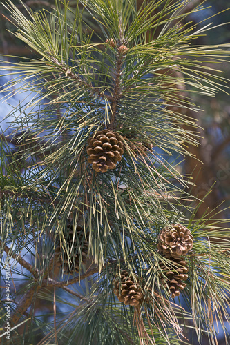 Cuadro en lienzo Shortleaf pine (Pinus echinata)