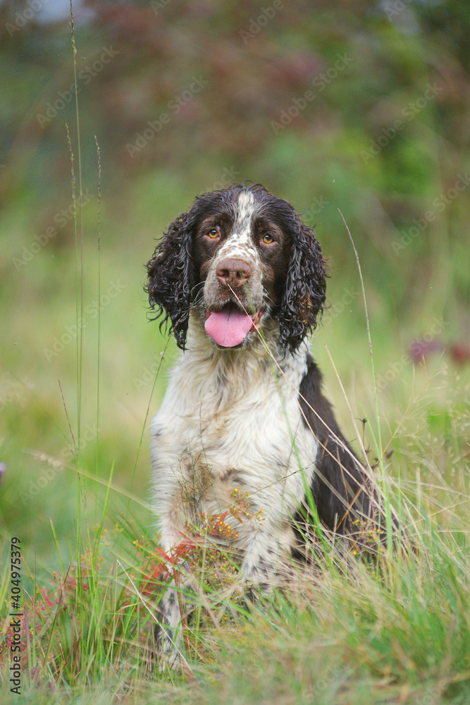 Young English springer spaniel sitting in a field