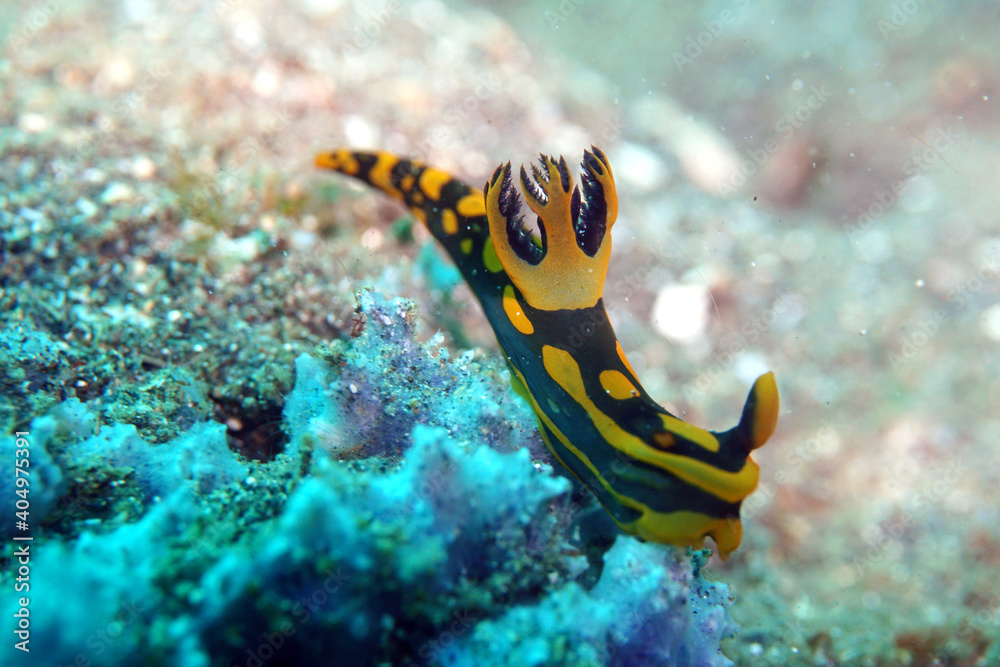 Nacktschnecke Tambja gabrielae Gabrielas Tambja Nacktschnecke Tambja gabrielae Gabrielas Tambja