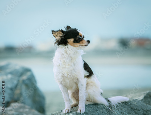 Chihuahua sitting on stones
