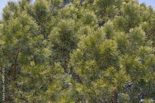 Shortleaf pine (Pinus echinata). Called Shortleaf yellow pine, Southern yellow pine, Yellow pine, Shortstraw pine, Arkansas pine, Lontag pine and Spruce pine also