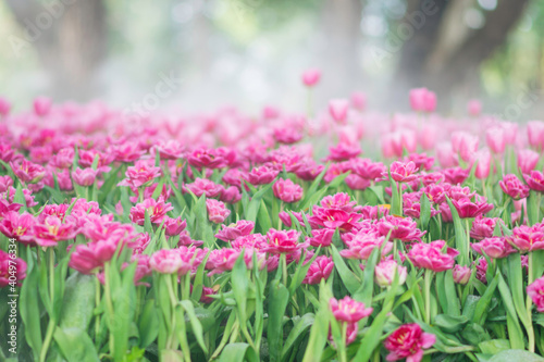 field of flower  blur of pink flowers and sotf focus  pink flower farm