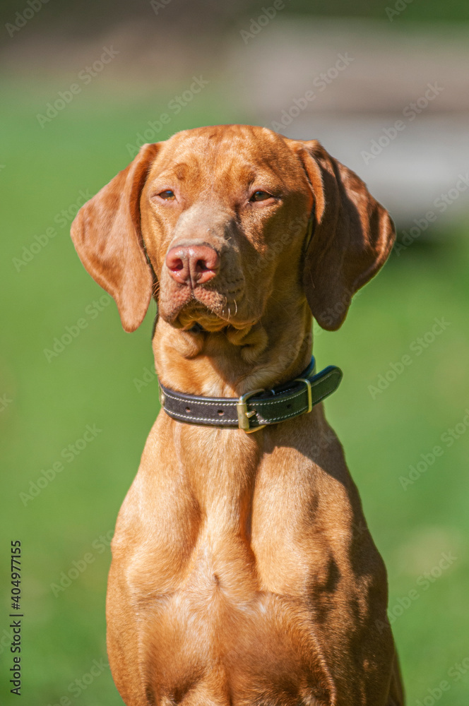 Portrait of Magyar Vizsla dog. Hungarian breed. Front close up, the dog is wearing a leather collar