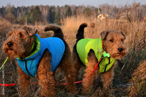 Welsh Teriers photo