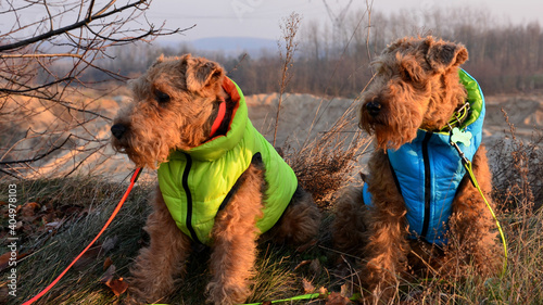 Welsh Teriers photo