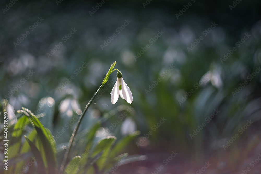 The flower of the snowdrop (Galanthus nivalis). White snowdrop close-up on blurry background with beautiful bokeh. In the garden snowdrops are in bloom in the spring. The flower of the snowdrop (Galanthus nivalis). White snowdrop close-up on blurry background with beautiful bokeh. In the garden snowdrops are in bloom in the spring.