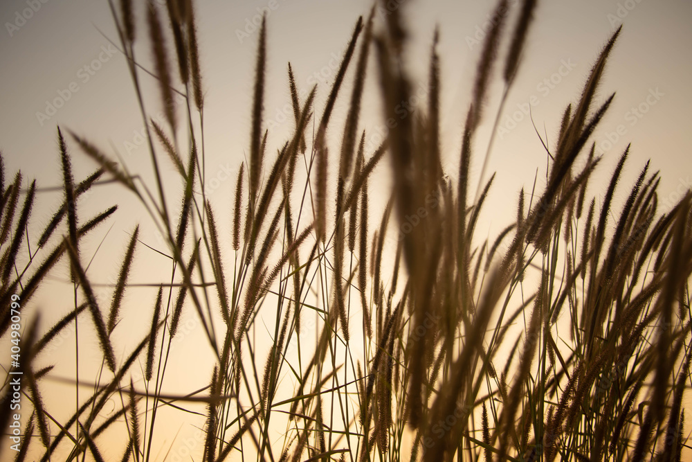 Grasses with sunset in background. Grasses and golden sunset. Grasses with sunlight. Grasses with sunset in background. Grasses and golden sunset. Grasses with sunlight.