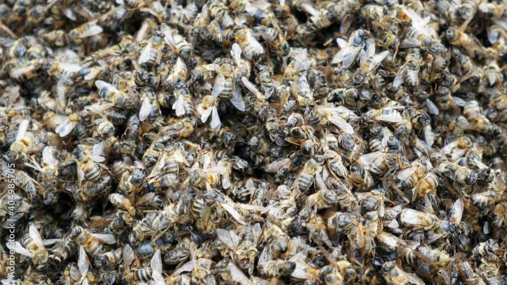 Many dead and dying honey bees. Vees die due to environmental problem. Many dead and dying honey bees. Vees die due to environmental problem.
