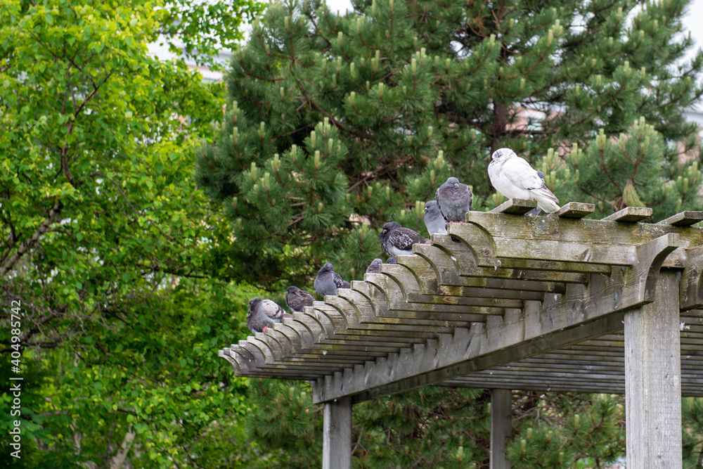 Φωτογραφία The top of a park gazebo made of wooden planks