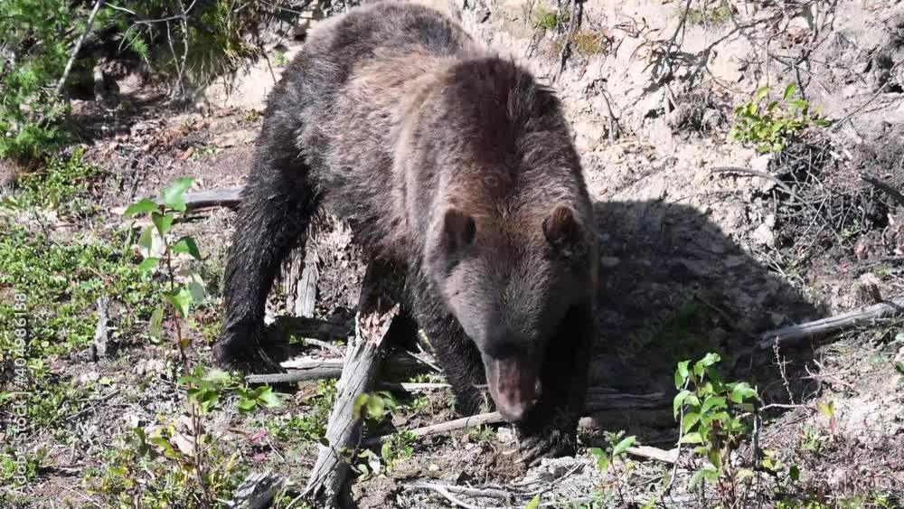 Grizzly bear in the Canadian wilderness Grizzly bear in the Canadian wilderness