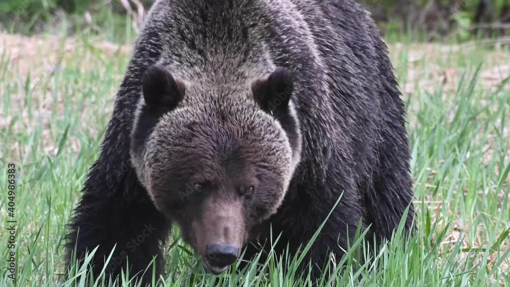 Grizzly bear in the Canadian wilderness Grizzly bear in the Canadian wilderness