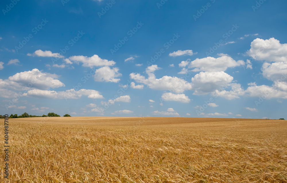 Getreidefeld und Wolkenhimmel