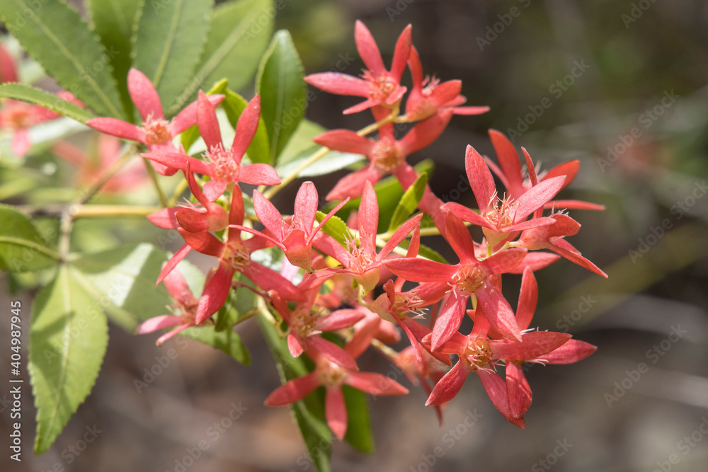 New South Wales Christmas Bush in flower New South Wales Christmas Bush in flower