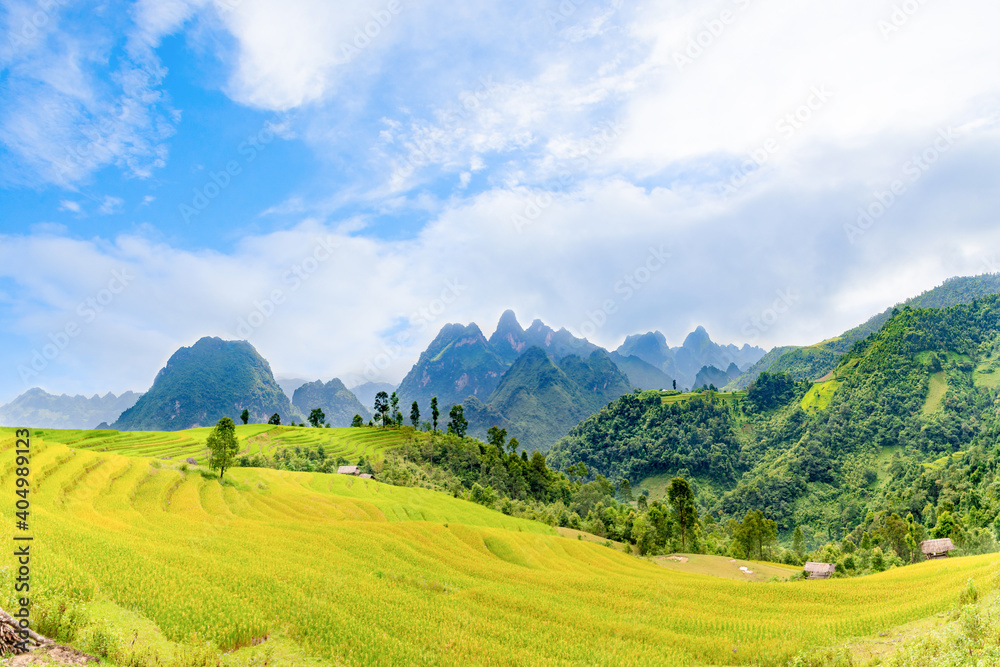 Terraced fields in the ripe rice season Terraced fields in the ripe rice season