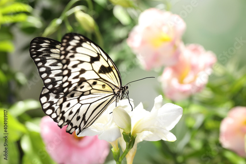 Beautiful rice paper butterfly on white flower in garden © New Africa