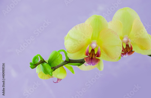 Closeup of yellow orchids on a pink pbackground photo