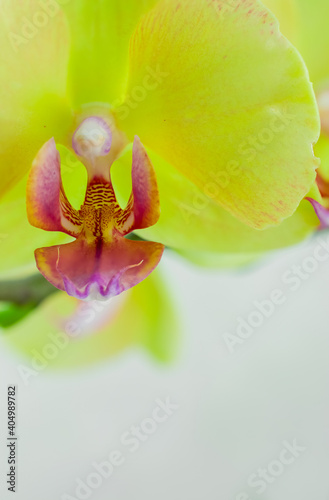 Closeup of yellow orchids on a pink pbackground photo