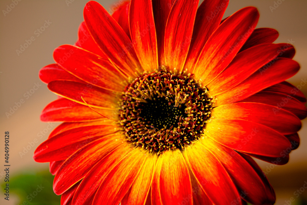 red gerbera flower red gerbera flower
