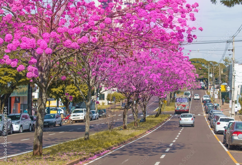 Amazing Tree Japanese, Beautiful trees on the street, tree with pink flowers