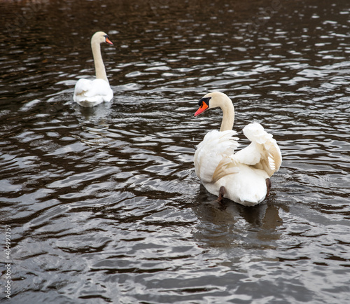 Mute swan from Lake Shidaka in Beppu City, Oita Prefecture photo