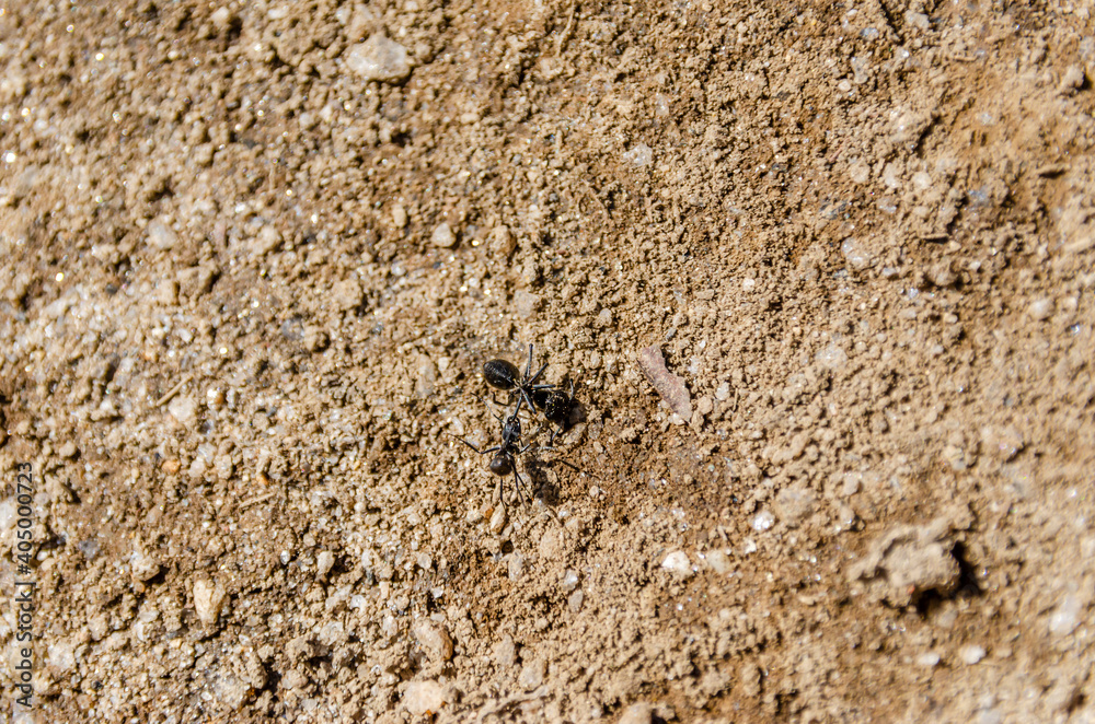 A Camponotus chilensis ant pulls a dead comrade in National Park Nahuelbuta, South of Chile. A Camponotus chilensis ant pulls a dead comrade in National Park Nahuelbuta, South of Chile.