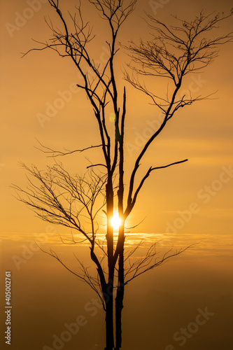 Tree silhouette sunrise at Pha Nok Aen, Phu Kradueng, Thailand