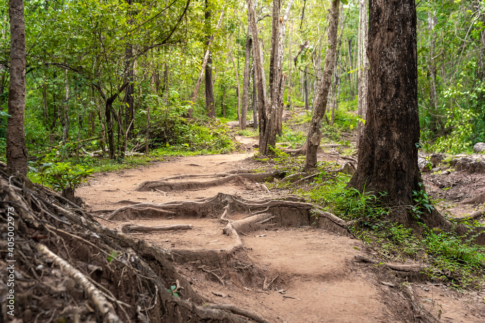 Forest path Up on Phu Kradueng, Thailand.