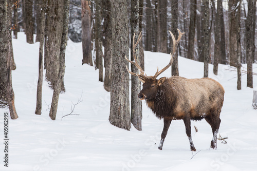 The elk (Cervus canadensis) or wapiti in winter © Mircea Costina