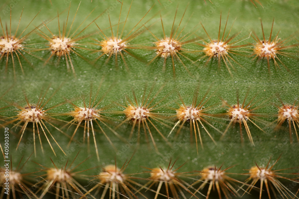 Cactus close up high quality prints modern background espostoa guentheri cactaceae family Cactus close up high quality prints modern background espostoa guentheri cactaceae family