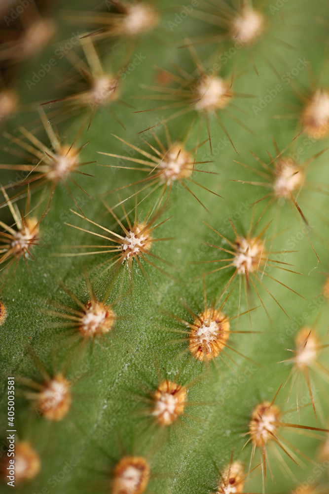Cactus close up high quality prints modern background espostoa guentheri cactaceae family Cactus close up high quality prints modern background espostoa guentheri cactaceae family