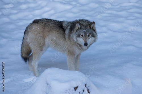 northwestern wolf portrait in winter © Mircea Costina