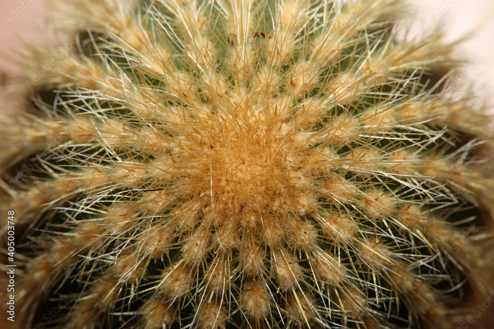 Cactus close up high quality prints modern background espostoa guentheri cactaceae family Cactus close up high quality prints modern background espostoa guentheri cactaceae family