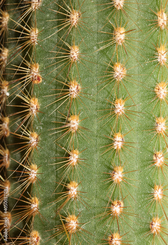 Cactus close up high quality prints modern background espostoa guentheri cactaceae family