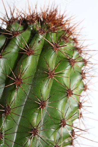 Cactus close up high quality prints modern background espostoa guentheri cactaceae family