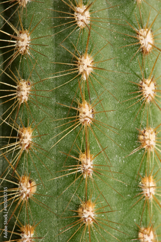 Cactus close up high quality prints modern background espostoa guentheri cactaceae family
