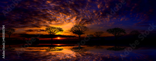 Panorama silhouette tree in africa with sunset.Tree silhouetted against a setting sun reflection on water.Typical african sunset with acacia trees in Masai Mara  Kenya.Dark Background Concept.