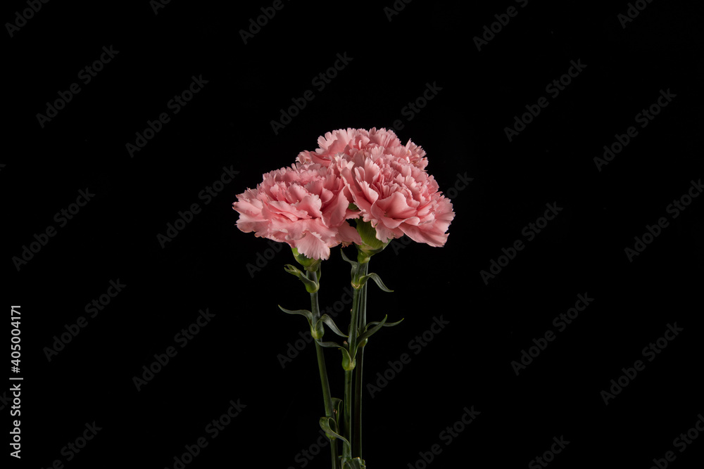 Pink carnation mother's day blessing flowers on black background Pink carnation mother's day blessing flowers on black background
