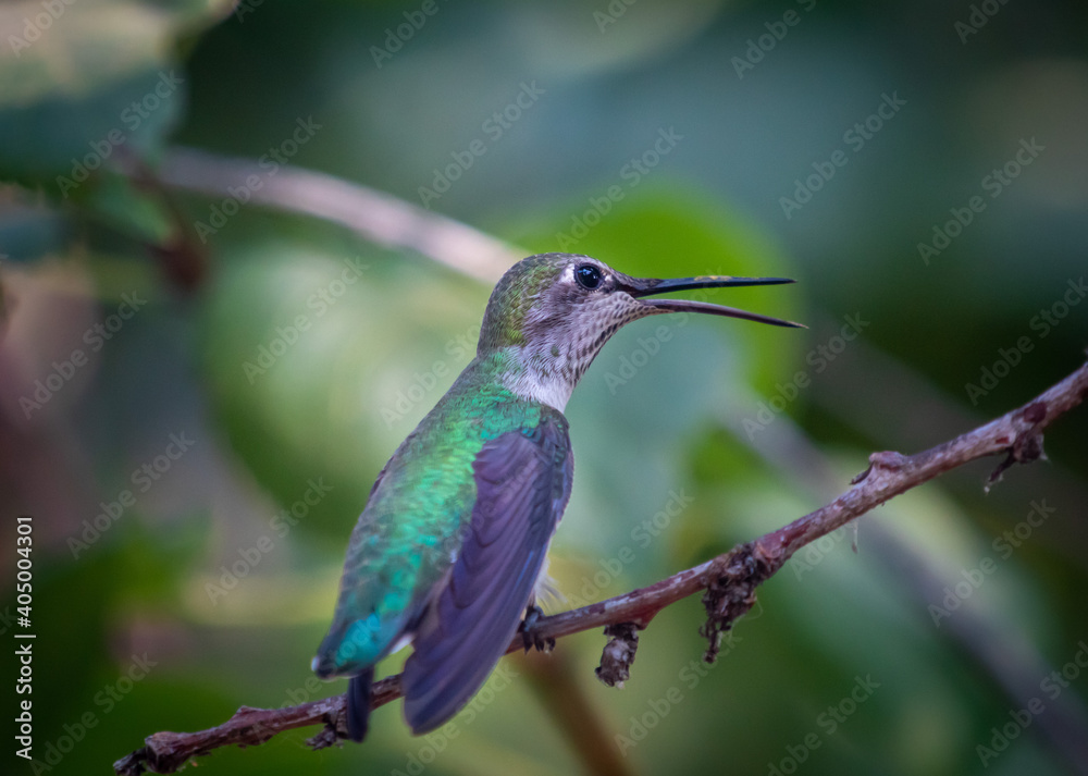 Fototapeta premium Listen for the mighty roar of the Humming bird.