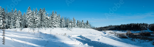 Snow covered forest trees panorama landscape background. Christmas snowy path in the woods. Evergreen trees fresh snowfall winter landscape © Jordan Feeg
