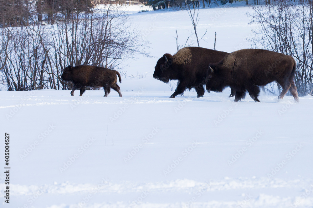 American bison or simply bison (Bison bison) in winter	
