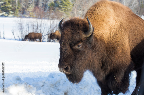American bison or simply bison (Bison bison) in winter 