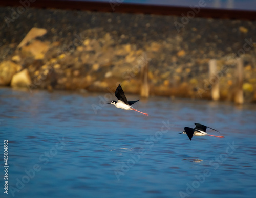 Black Necked Piper coming in for a landing photo
