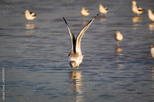 A seagull Stretching its wings wading in the shallows photo