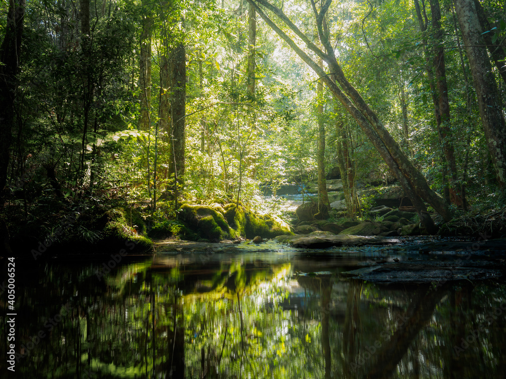 Natural stream The water surface reflects the tree silhouette. In the green forest A light shone down on the tree. Natural stream The water surface reflects the tree silhouette. In the green forest A light shone down on the tree.