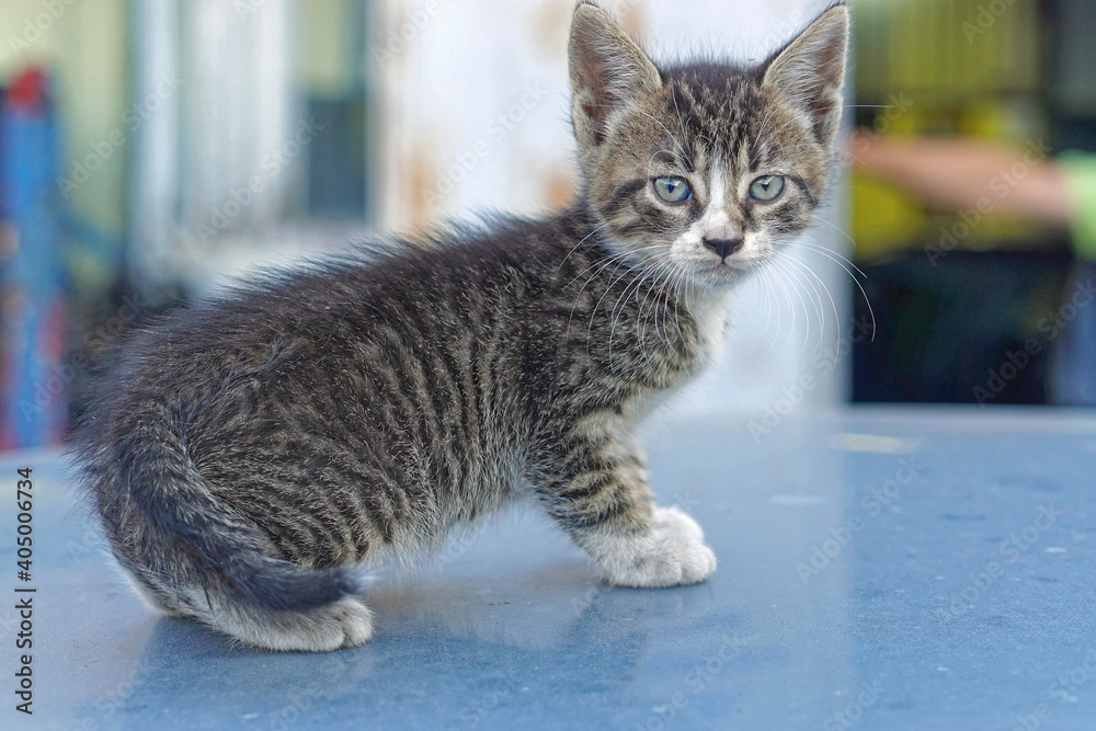 Obraz premium Kitten