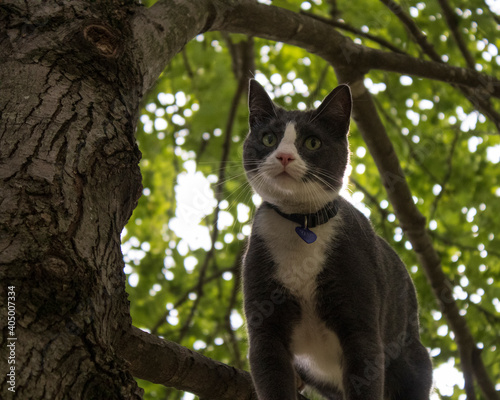 Gray and White Tuxedo Cat Sitting in a Tree © Lynn