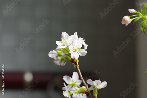 可憐な白い桜の花弁
